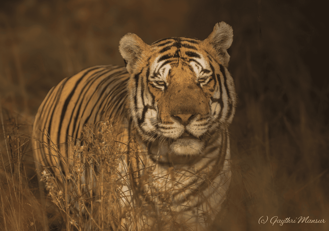 Pench Tiger